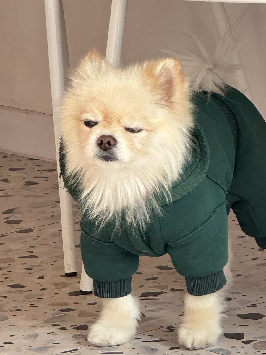 Мій тотемний звір на сьогодні