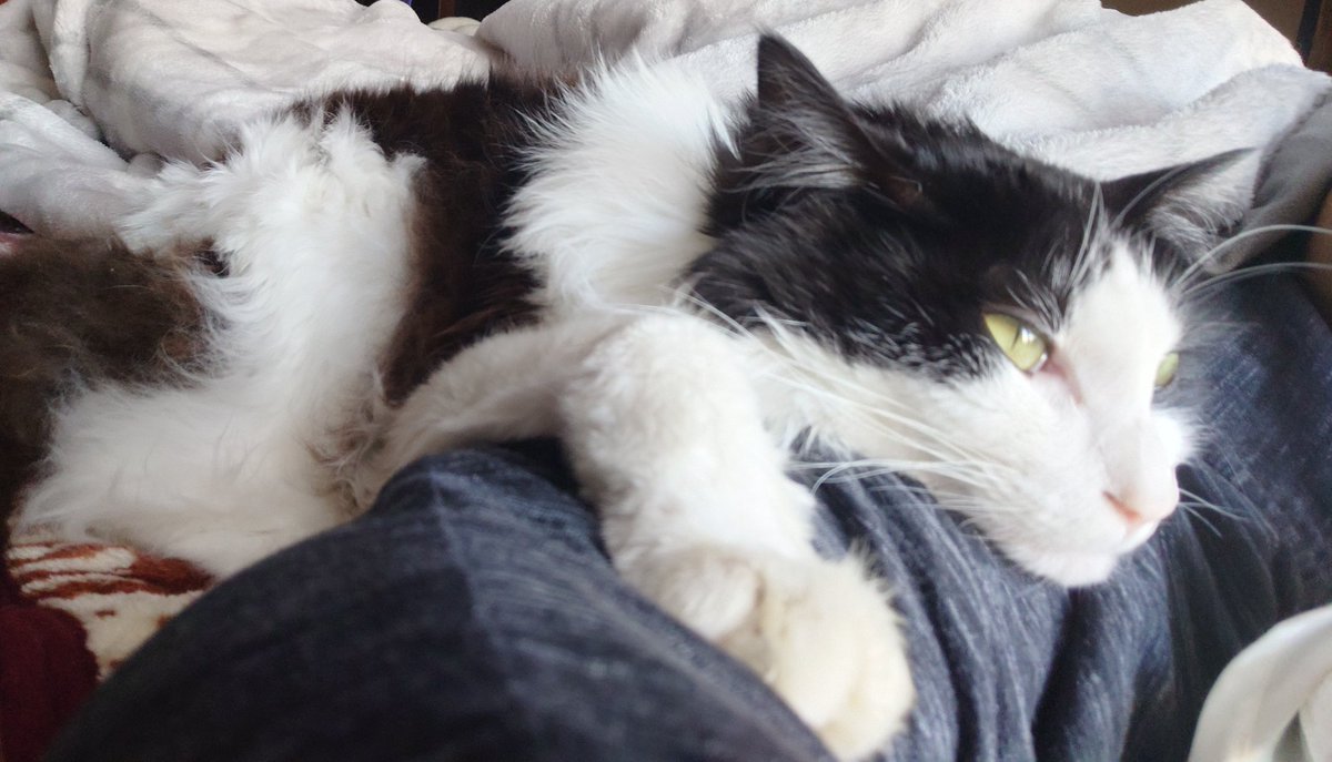 破壊大帝 tweet media