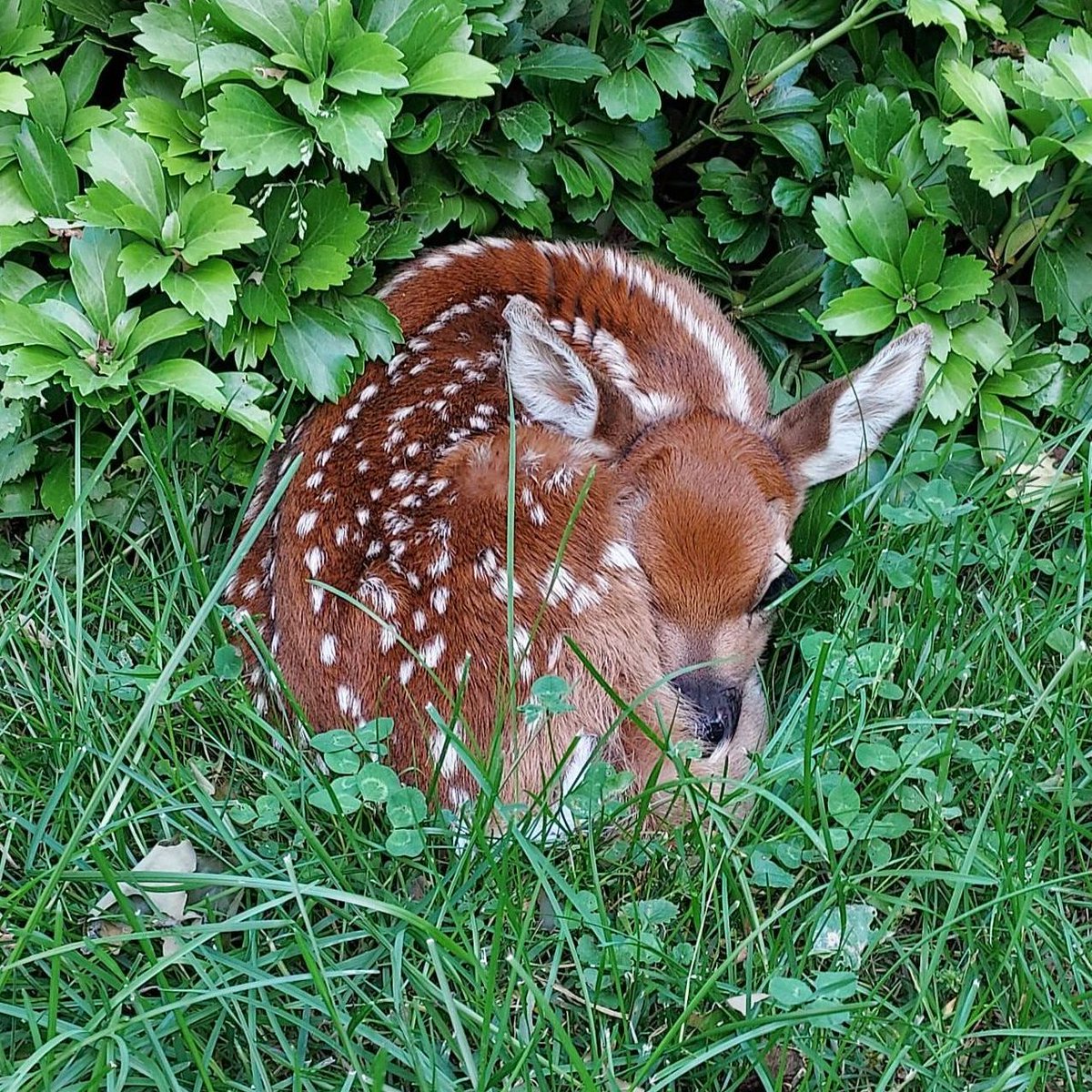 Oh Deer! 🦌

This is a gentle reminder to please leave wildlife alone. It’s not uncommon for deer (and other animals) to leave their young alone while mom forages nearby. Once the fawn has grown in size and strength, it will begin to follow its mother.

Photo by NPS