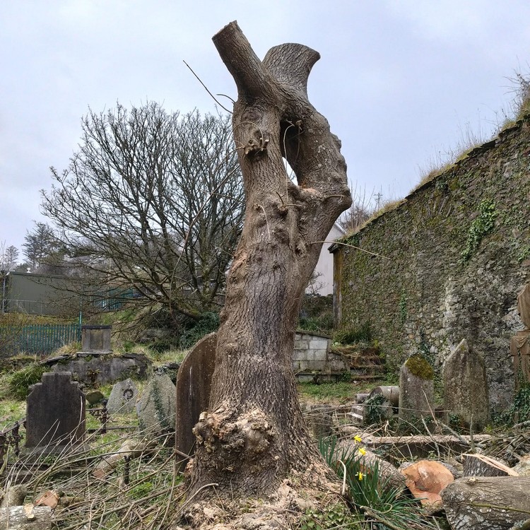 In Garryvurcha cemetery, tree removal due to ash wilt disease. Thx to @normandeanetreeservices. Tree sculpture to come, in memory of #EllenHutchins. 2025 is 10th anniversary of Ellen Hutchins Festival and 210 years since Ellen died.

@EllenHutchins200 #treesurgery #treesculpture