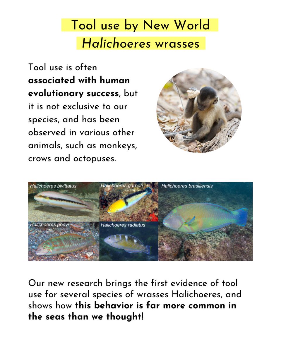 LBMM - Marine Macroecology and Biogeography Lab tweet media