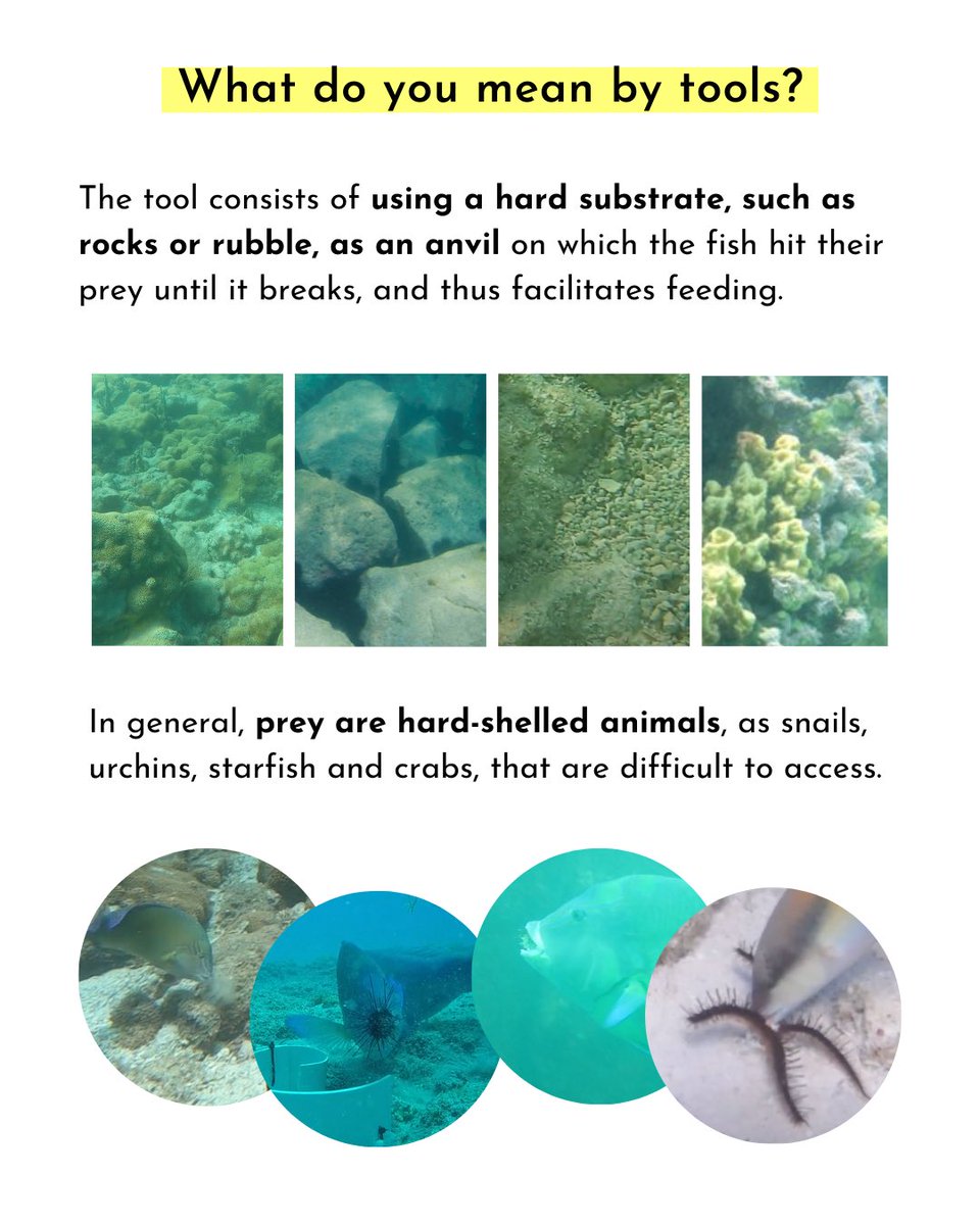 LBMM - Marine Macroecology and Biogeography Lab tweet media