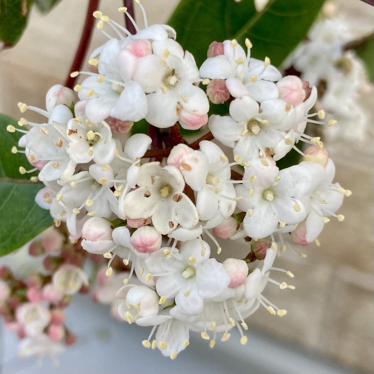 各地から桜の開花の便りが届いていますが、我が家もビバーナムの花が咲きました😌