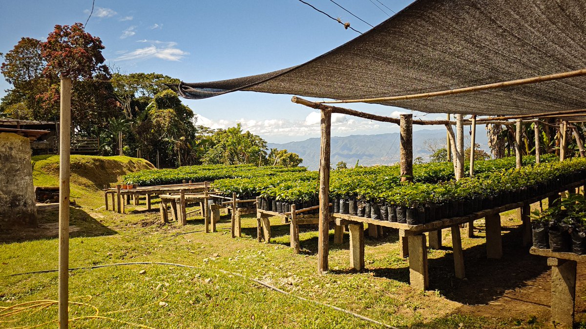 Daniela Luciana Carrascal Santavenere tweet media