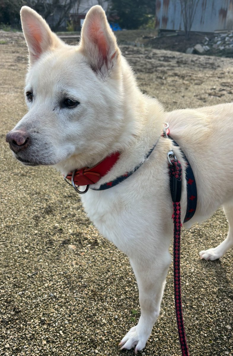 NEOGEOSAMURAI's tweet photo. この度お声を掛けていただき、リンネルの5月号に、私達のキッチンカー「みかみきすいーつ」を掲載させてもらう事になりました✨
クレープのキッチンカーは私達が初
で、岡山県で唯一掲載させてもらってるので、本当に嬉しいです。
これからも「みかみきすいーつ」をよろしくお願い致します。 https://t.co/N5Ogvkg4UL