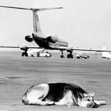 domdyer70's tweet photo. 🐕💔 The Incredible Story of Palma – The Dog Who Waited 💔🐕

✈️ Between 1974 and 1976, at Vnukovo Airport in Moscow, an emotional story touched the hearts of many.

🐶 A Dog Abandoned on the Runway

A passenger was about to board an Il-18 plane bound for Norilsk. His loyal companion, a German Shepherd named Palma, had a ticket purchased, but was denied boarding because he lacked a veterinary certificate.

💔 With no alternatives, the owner made a cruel decision: he hugged Palma, removed his collar, and left without him.

Confused and disoriented, Palma wandered around the airport, trying to understand what had happened. When he finally returned to the gate, his owner was already gone. 🚪😢

✈️ The Loyal Wait and the Pain of Abandonment

Palma refused to accept reality. He stood still, staring at the closed door, believing that this had to be a mistake.

🛫 Then, upon hearing the roar of the Il-18’s engine, he began running after the plane, trying to catch up.
💨 He ran until his paws couldn’t carry him any further, as the heat of the jet fuel and the force of the takeoff engulfed him.
Palma was left alone on the empty runway… and he started to wait.

🐾 For a long time, he lived in the open, lost, but never losing hope that his owner would return. 😞

👨‍✈️ A Pilot and the Article That Changed Everything

Palma eventually found shelter under a trailer used by airport workers. One day, he was noticed by Il-18 captain Viacheslav Alexandrovich Valentei, who observed that the dog always approached the stairs of arriving and departing planes, watching the passengers, searching for his owner. 💔🐕

📢 Palma’s heartbreaking story was published by the newspaper "Komsomólskaya Pravda", and finally, it reached his former owner. From Norilsk, the man sent a message to the pilot explaining that Palma’s eye condition prevented him from obtaining a veterinary certificate.

📜 However, even after learning that Palma was still waiting for him, the man refused to take him back. 😡💔

🏡 A New Home for Palma

Many people offered to adopt him, but in the end, Palma was taken to Kyiv, where he was welcomed by Vera Kotliarevskaya, a professor at the pedagogical institute. 📚👩‍🏫

🐾 Over time, Palma adapted to his new life. Vera wrote in her diary:
📝 "A very balanced dog, with a stable nervous system and a deep attachment to humans and home. When he arrived, he approached my sleeping daughter, licked her cheek, and gently held her ear between his teeth." 💕🐶

🎬 The Story That Became a Movie

In 1988, this touching story inspired the Soviet film "Tied to the Runway" (Привязанный к взлетной полосе). 🎞️🐕

Palma became a symbol of the unbreakable loyalty of dogs, proving that, more often than not, they have much bigger hearts than humans. 💔🐾
source: mais que um amigo

#CanineLoyalty 🐕❤️
#TrueStory 📜
#HeroDog 🦸‍♂️🐾
#UnconditionalLove 💕
#AnimalsDeserveBetter 🥺🐾