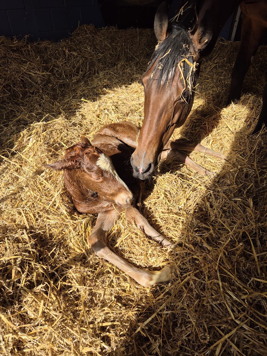 The future is orange and sunshine! Lovely Sergei Prokofiev filly born on a sunny pm.