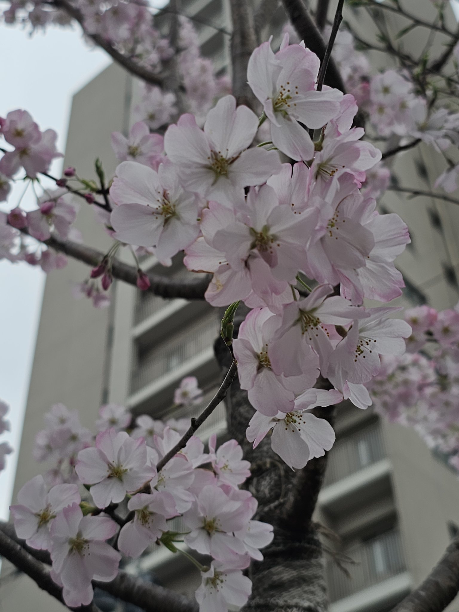 セール 登場から人気沸騰 ご相談中】 細目と太目二種類の【桜の薪】は如何でしょうか その他
