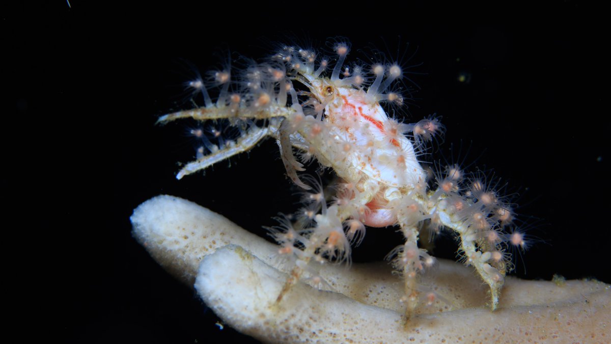 oceana's tweet image. 🦀 Decorator crabs use practically everything they can find for camouflage! They will take pieces of algae, sponges, leaves, or even small living animals like anemones, and fasten them to curved bristles on the back of their shell. 🌿 🪸

Learn more: oceana.ly/3FF5M7D