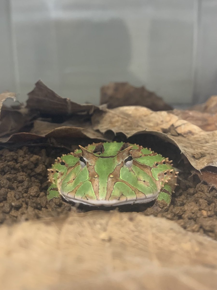 Horned_Froger's tweet photo. アマゾンは何匹いてもいいんだよ〜😏✨️
角ピーンの体トゲトゲ🐸
#アマゾンツノガエル
@WTpacmanfrogs https://t.co/nLpnOfx544
