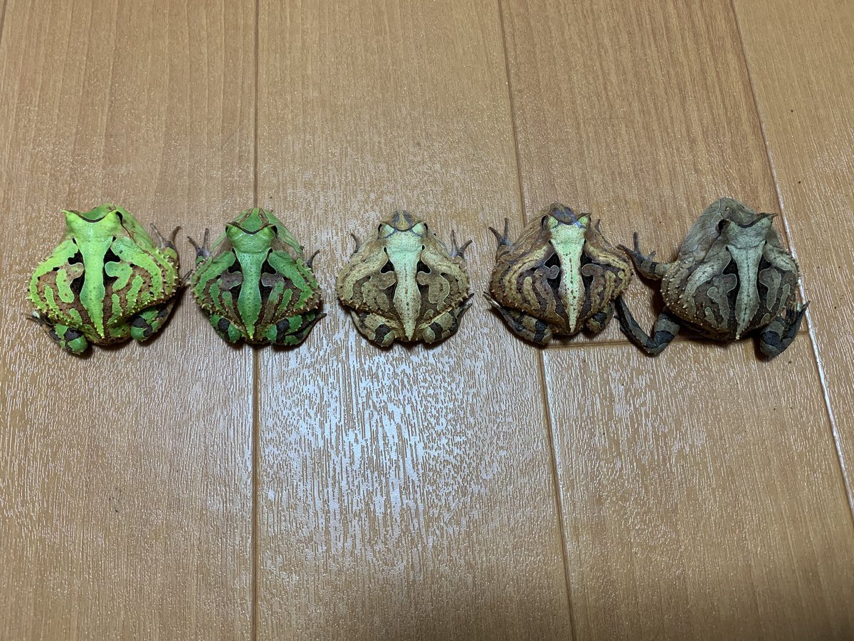 旧：WT 但野航＆かゑるこ） (@WTpacmanfrogs) / Posts / X