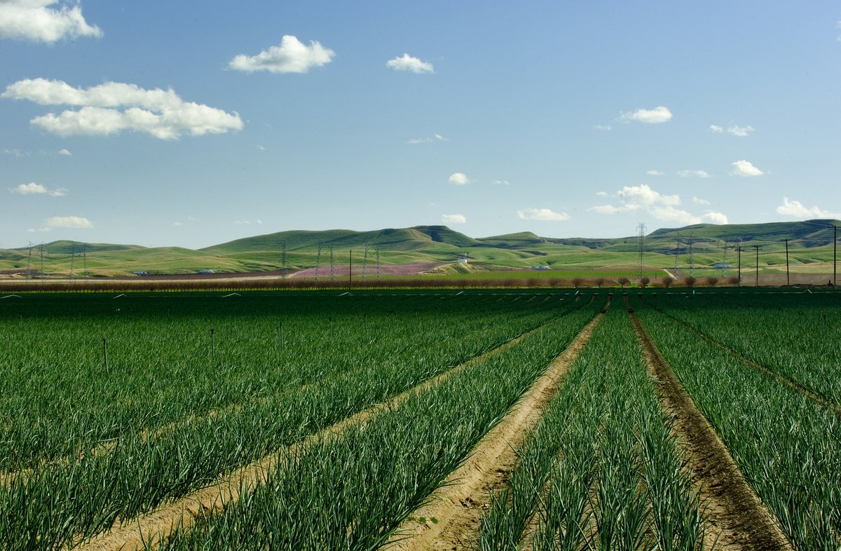 AllisonFebbo's tweet photo. 🌱 As General Manager, I’m proud to support hundreds of family-owned farms here in the @Westlands_Water District. Together, we’re contributing to California’s $50 billion agriculture industry and feeding the world. #CaliforniaAgriculture https://t.co/xWDqFj1DPi