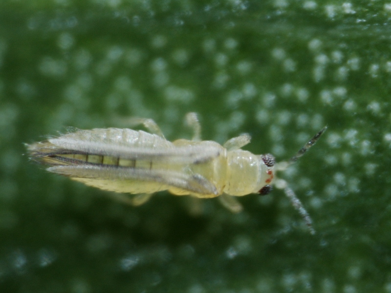 UF IFAS MREC (@ufmrec) on Twitter photo Tiny thrips, big trouble! 🔍 Dr. Lance Osborne shared insights at the UF/IFAS Citrus Insect Workshop last month about 10 different pests that pose a threat to Florida citrus.
Read more at <a href="/CitrusIndustry/">Citrus Industry</a> magazine about managing chili thrips 🔗 citrusindustry.net/2025/03/19/chi… Tiny thrips, big trouble! 🔍 Dr. Lance Osborne shared insights at the UF/IFAS Citrus Insect Workshop last month about 10 different pests that pose a threat to Florida citrus.
Read more at <a href="/CitrusIndustry/">Citrus Industry</a> magazine about managing chili thrips 🔗 citrusindustry.net/2025/03/19/chi…