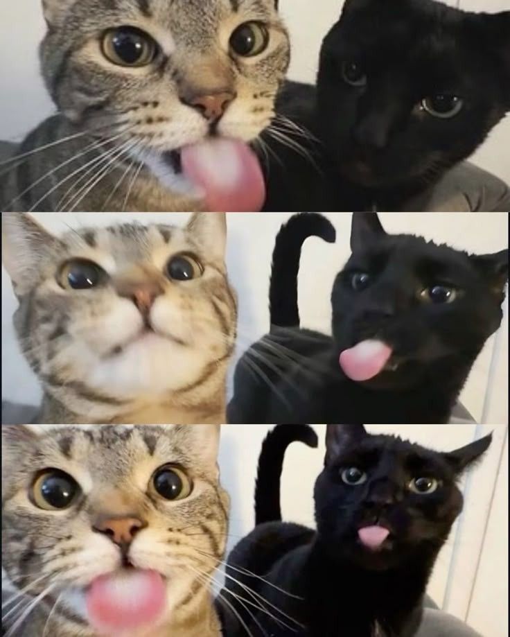 Why you should have a cat (@shouldhavecat) on Twitter photo 