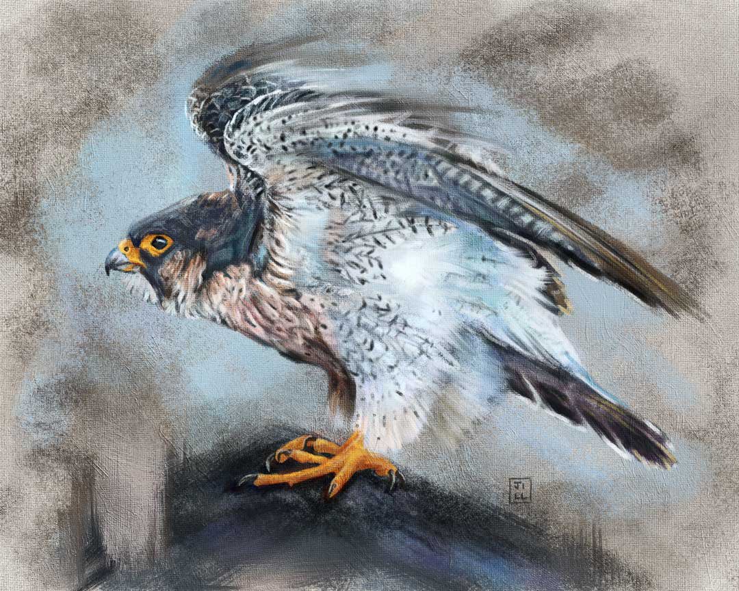 This gorgeous bird was just asking to be painted - a barbary falcon! What a stunning bird of prey! It seems they’re a subspecies of peregrines, but a little smaller &amp; definitely just as beautiful! 🥰 Hope you like it! ❤️

Big thanks to Patrick Donini for the reference photo 🙏🏼