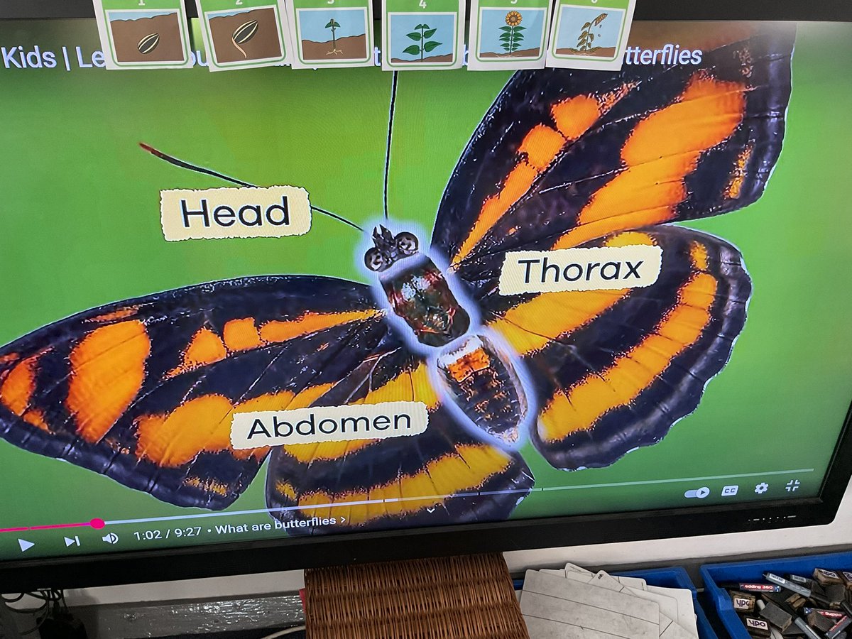 PDA_Rec's tweet image. We have been learning all about butterflies this afternoon. We enjoyed learning about the different parts of a butterfly including the abdomen, thorax and antenna. We then drew our own butterflies 🦋 #pdascience