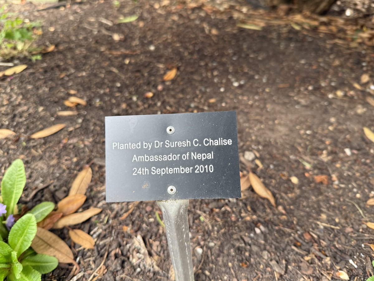 Bhaskar Adhikari (@bhas_adhikari) on Twitter photo Rhododendron arboreum, the national flower of Nepal flowering <a href="/TheBotanics/">Royal Botanic Garden Edinburgh</a>, planted in 2010 by the then Ambassador of Nepal Dr Suresh C. Chalise <a href="/rajbiraj11/">Suresh C. Chalise</a> Rhododendron arboreum, the national flower of Nepal flowering <a href="/TheBotanics/">Royal Botanic Garden Edinburgh</a>, planted in 2010 by the then Ambassador of Nepal Dr Suresh C. Chalise <a href="/rajbiraj11/">Suresh C. Chalise</a>