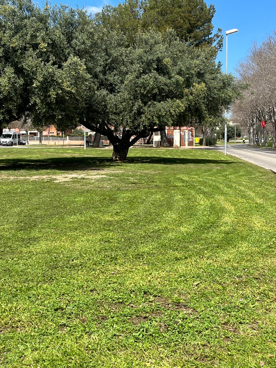 ajcubelles's tweet photo. 👩🌾Les feines es fan amb desbrossadora o aixades. En cap cas mitjançant l'ús d'#herbicides.
#Cubelles #MilloremCubelles #Cubellesostenible https://t.co/7jT76qeBRk