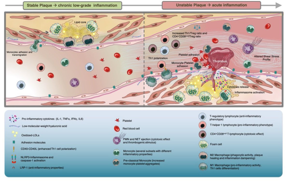 when I was a medical student, I remained so fascinated by Attilio Maseri and his "hidden side of the moon" that I decided to study cardiology working on two successful research projects on inflammation and atherosclerosis for my MD and Cardiology degrees. I have very happy that