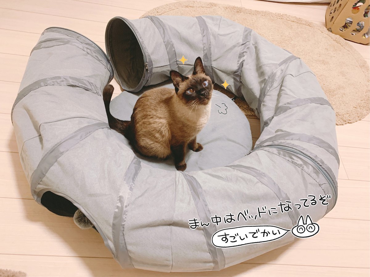 なんでなの～? #シャム猫あずきさんは世界の中心 