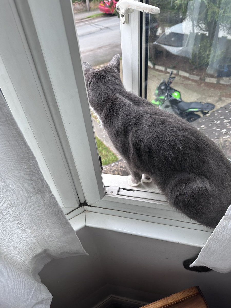 wickedladybiker's tweet photo. just a little lunchtime fuel run #minusthecat #guardcat - need a new zip for my jacket - bit at the end must have pinged off in the washing machine ๐ณ๐ https://t.co/vX6crzNfEo