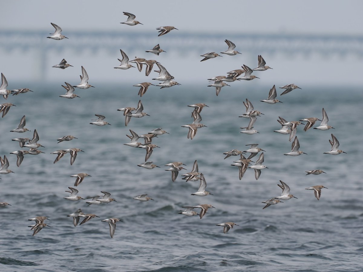 ohana234789's tweet image. ハマシギの中に ミユビシギ2羽います( ꇐ₃ꇐ )探してみてね🤣
#ハマシギ #ミユビシギ