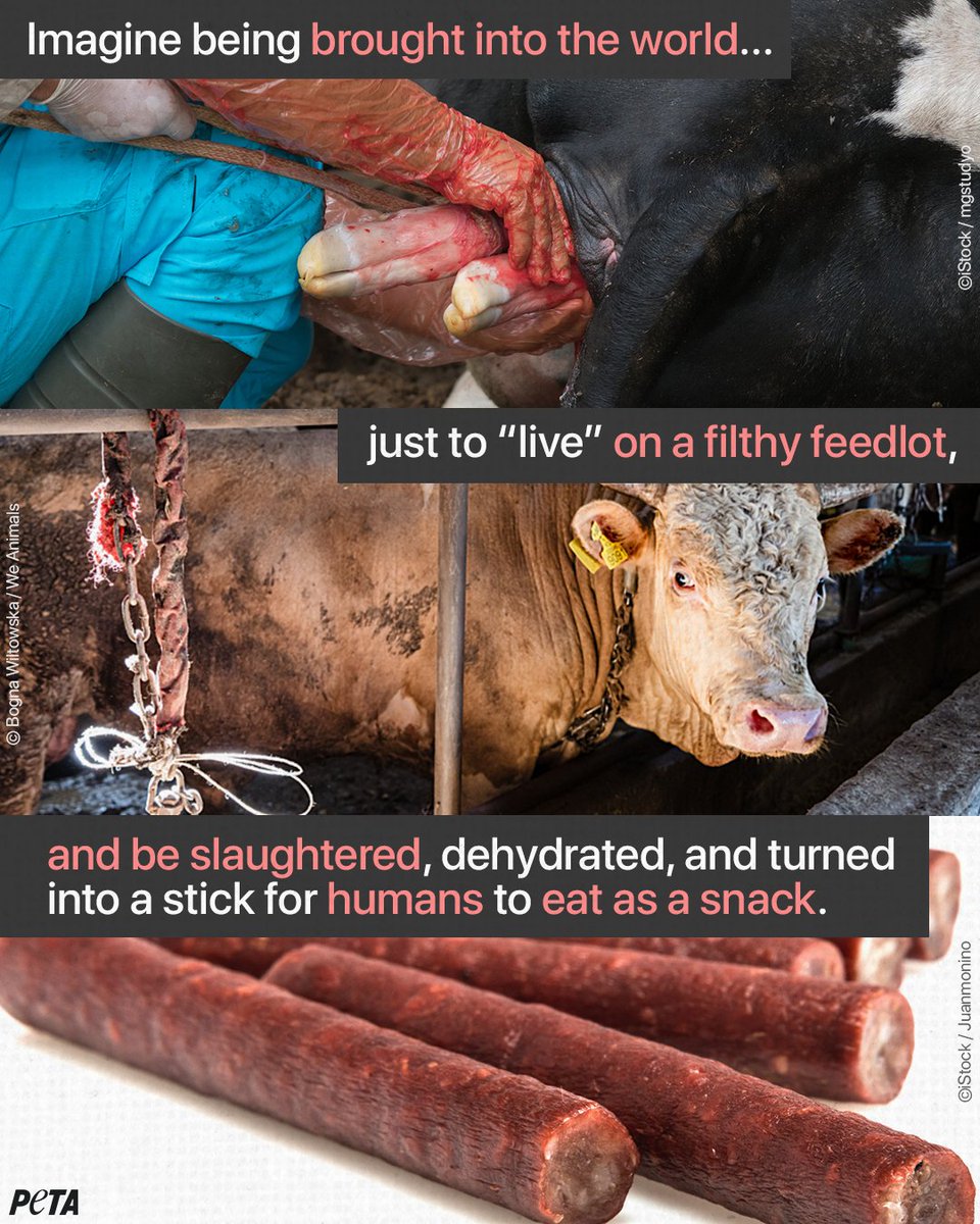 peta's tweet photo. From birth, cows are robbed of their freedom, their families, and their lives—just to end up as a “snack”. They deserve better. Go vegan. https://t.co/fPwQWG4R5q