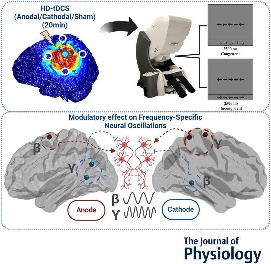 JPhysiol's tweet image. Peihan J. Huang (@BoysTownHosp @Creighton) et al. found that high-definition transcranial direct-current stimulation of left primary motor cortices modulates beta and gamma oscillations serving #motorcontrol ⚙️ 🧠 

📜 Read the #Research here: buff.ly/1TjA3Kg