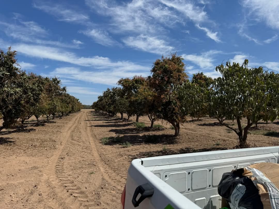 Ahora nos tocó en Los Mochis, Sinaloa revisando cultivo de Mango. 🥭
#mauricionavarro #bioestimulando #Mango