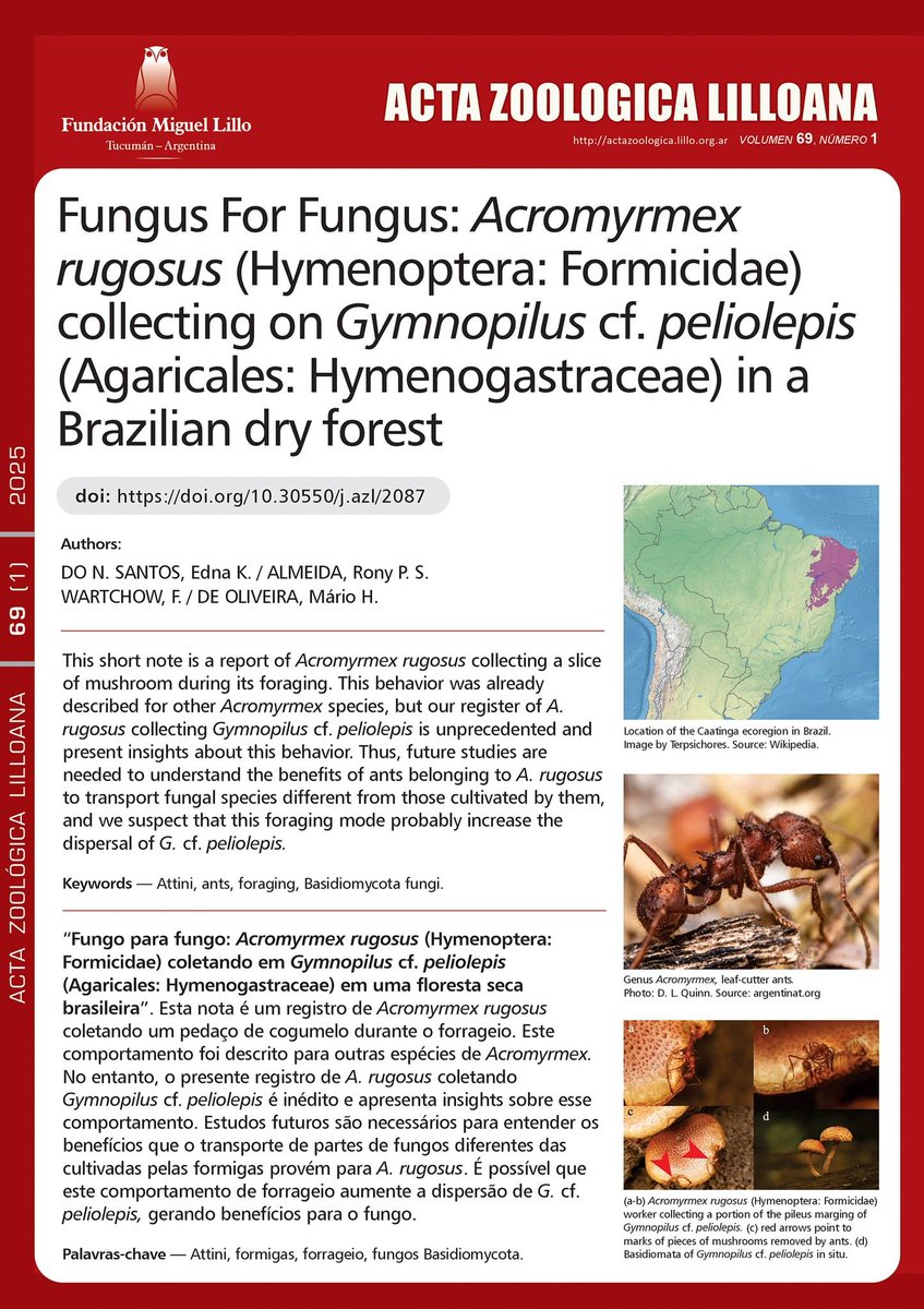 🙌Más publicaciones online!  

📌Artículo y nota del 1° fascículo semestral de AZL:

🐜"Fungus For Fungus: Acromyrmex rugosus (Hymenoptera: Formicidae) collecting on Gymnopilus cf. peliolepis (Agaricales: Hymenogastraceae) in a Brazilian dry forest”: 

lillo.org.ar/.../acta.../ar…