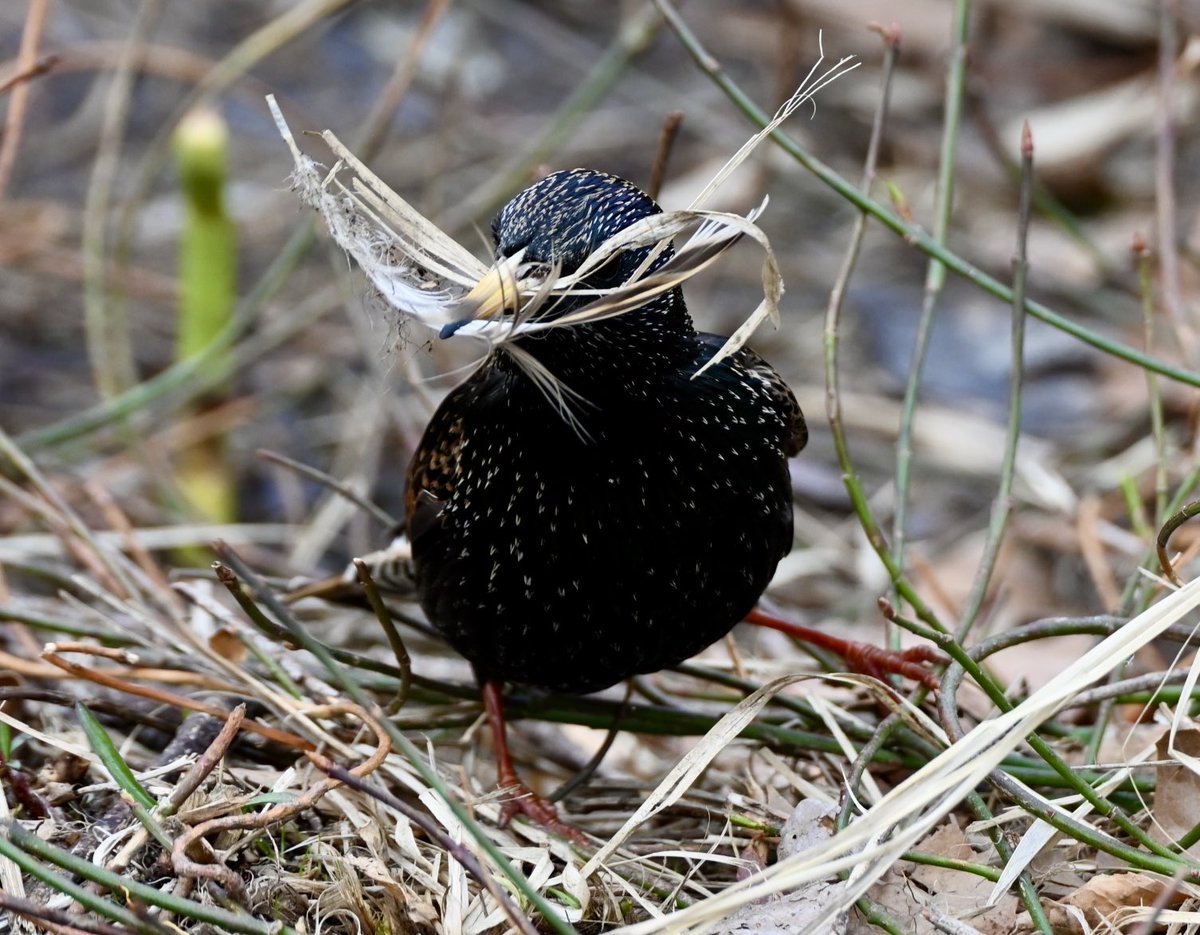 lorifaithnyc's tweet image. Looks like someone is getting ready for spring! #nesting #starlings #birds #birdwatching #birdcpp #nyc #mymorningwalk