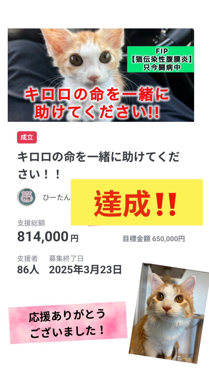 CAT 66🐾 (@EtkM2vIa8ezCKLg) / X