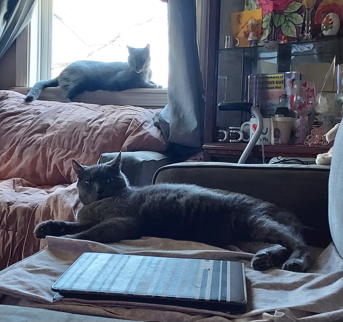 Hiyaaa ! little Brady here.  I went to the vets dis morning. For annual check up and my shots. Teef checked too.  There iz one ov the vets houze kittys checking me out. i went home mad.  And told me brother dat he haz to go next month. So now we are both giving popz the 👀 !