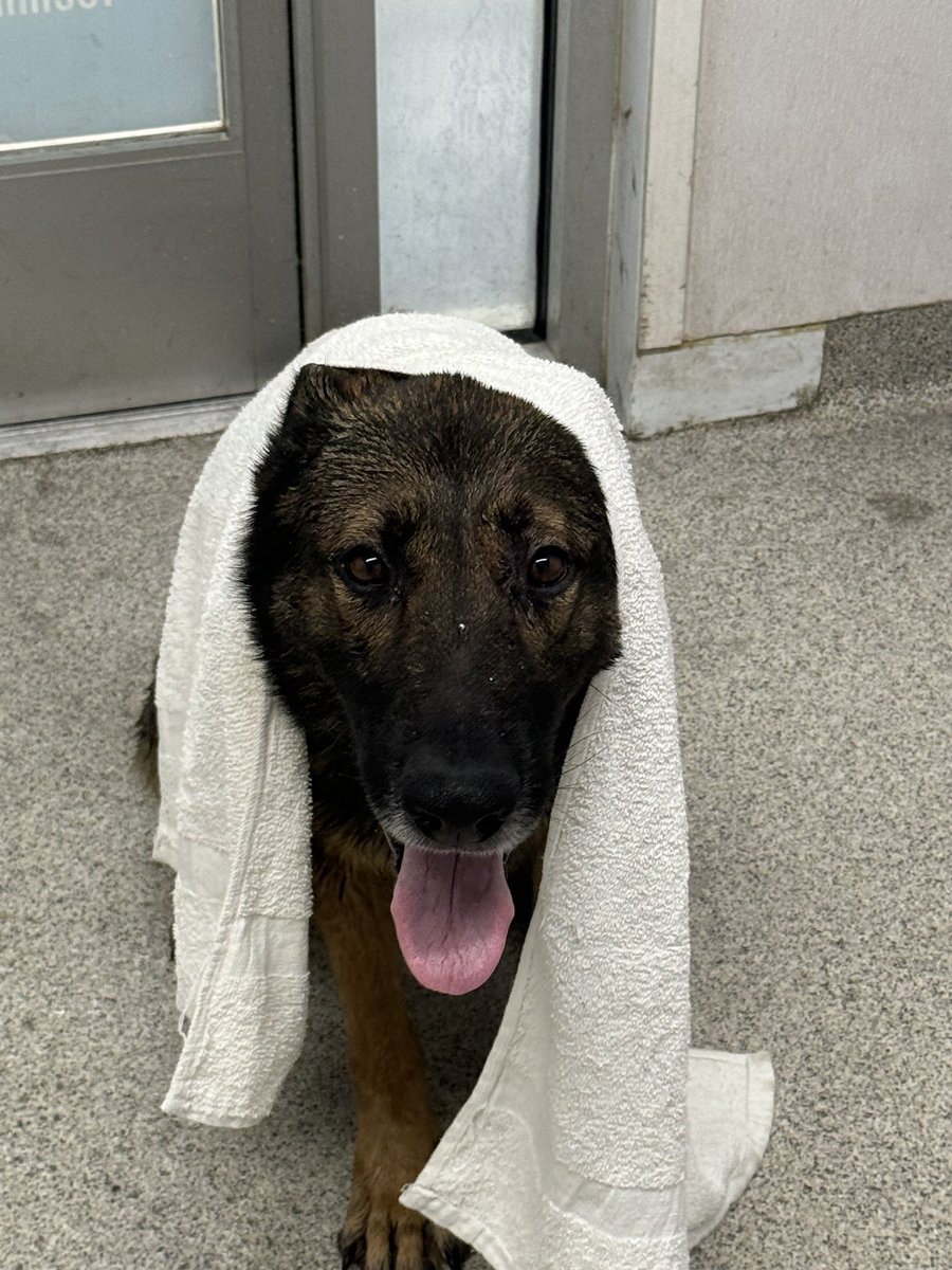 CorporalCarr_BCSO tweet media