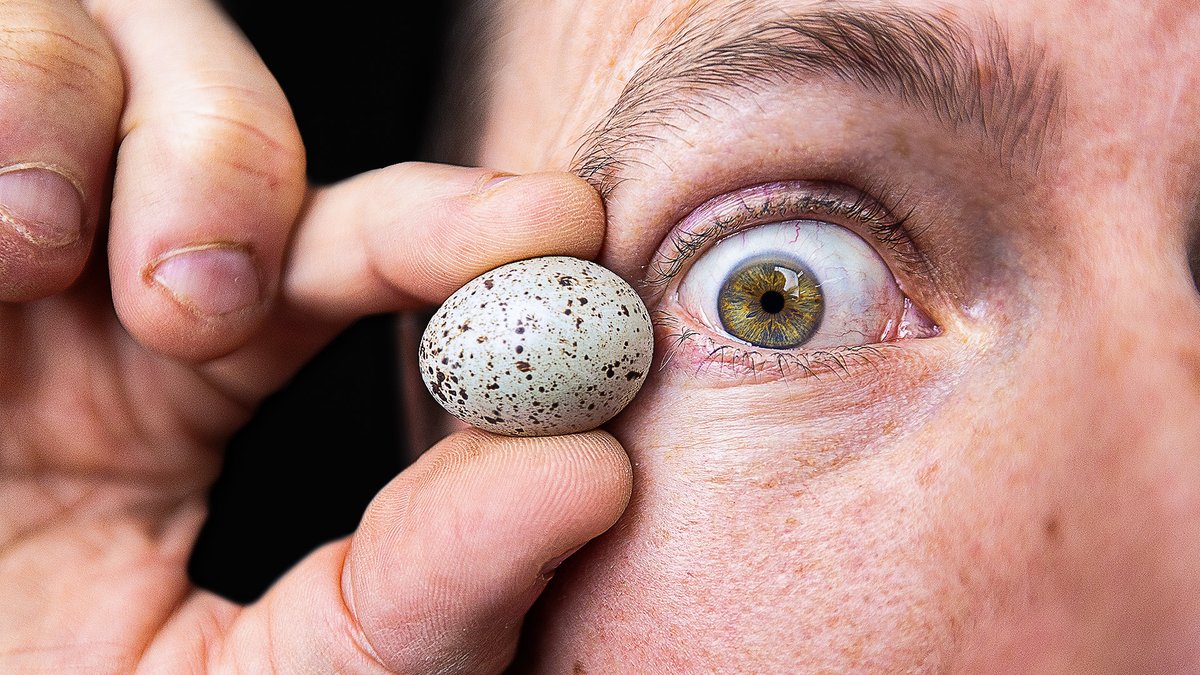 Three egg thumbnail posts in a row! 🥚🥚🥚

"What's in these TINY eggs?"
Client: White House on the Hill (1.4M)