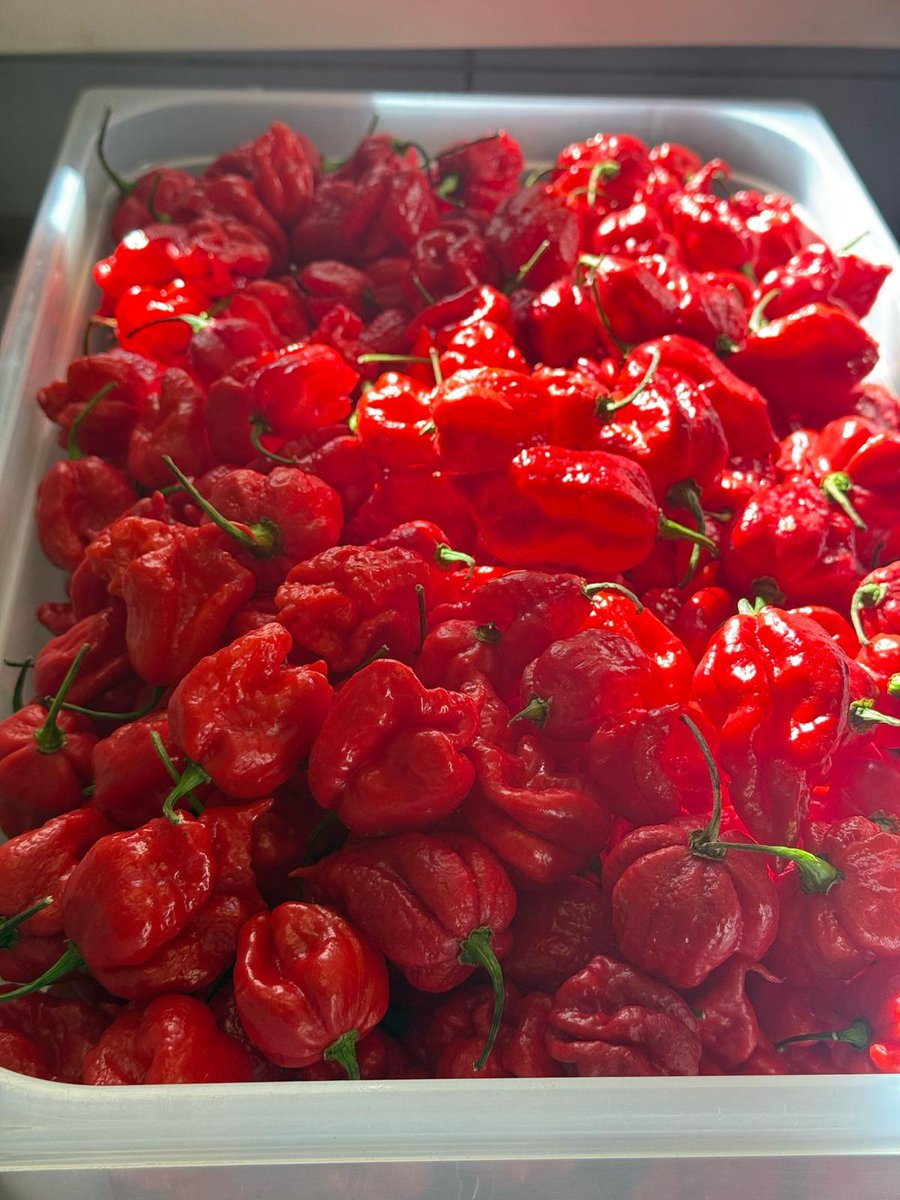Plenty of South Carolina Reapers have just been delivered for the Stockpot Heroes Challenge 2025 (10-5)
Tom kha with chicken or tofu is this years dish 😁