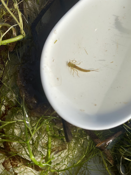 BDS Scotland tweet media