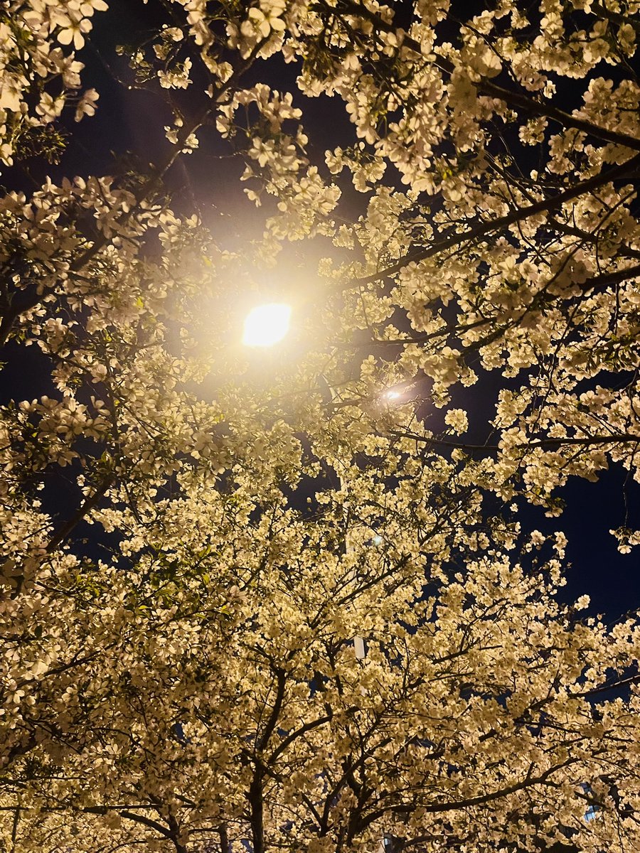 路边的樱花开了、我的🌼也该复苏了
当我参加完比赛、挨个问候