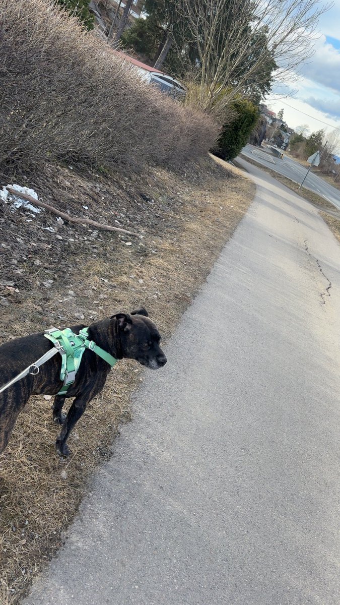 Out and running with my favorite boy ❤️🐶