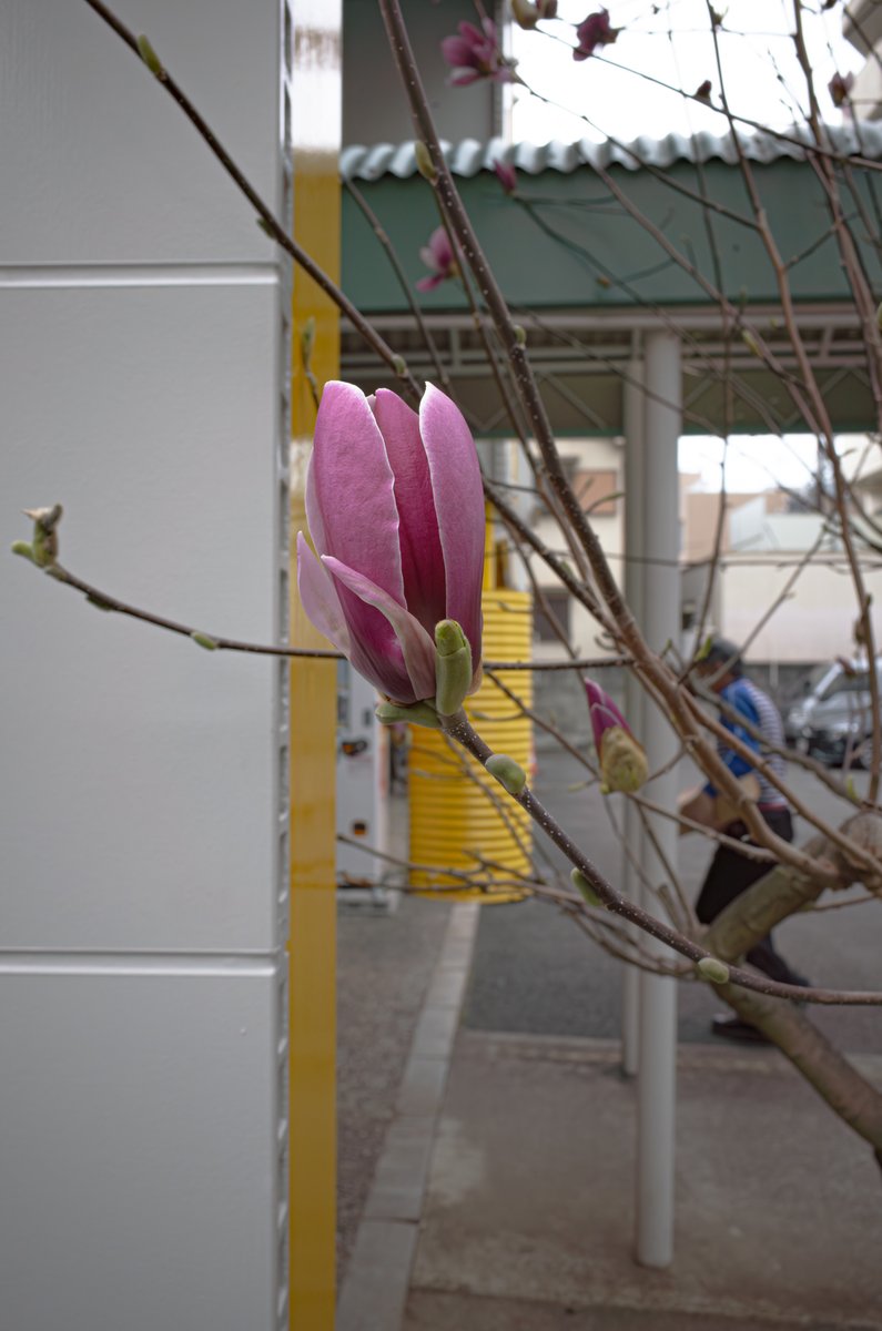 photowalking1's tweet image. 久々のGR2

#GR2
#colorphotography #スナップ写真 #日常の一瞬 #vividcolors