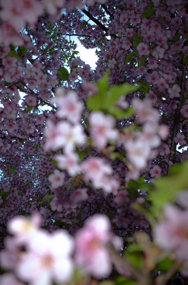 photowalking1's tweet image. 久々のGR2

#GR2
#colorphotography #スナップ写真 #日常の一瞬 #vividcolors