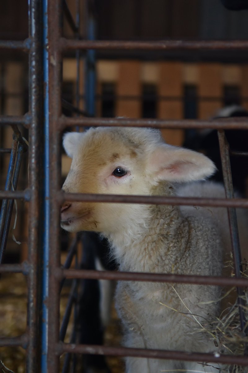 CestariWool's tweet image. We continue to welcome all of our new arrivals and also you, our patrons, back to the farm starting April 1st for tours! Book your tour now! 
#spring #springinvirginia #virginiaspring #visitva #visitvirginia #virginiamade #virginiaraised #virginiafarm #farmraised #yarnfarmer