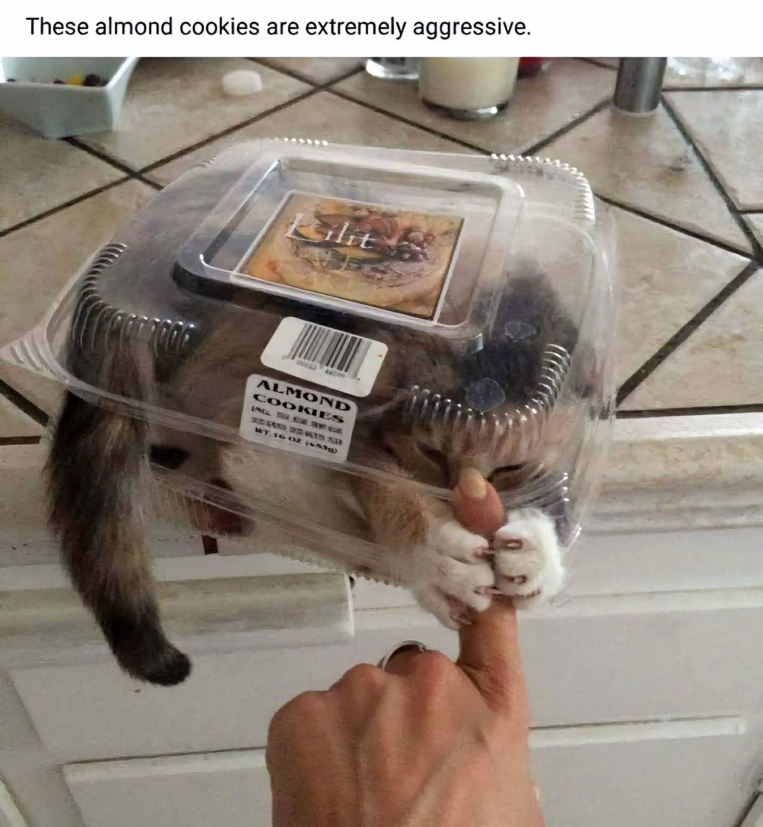 Why you should have a cat (@shouldhavecat) on Twitter photo 