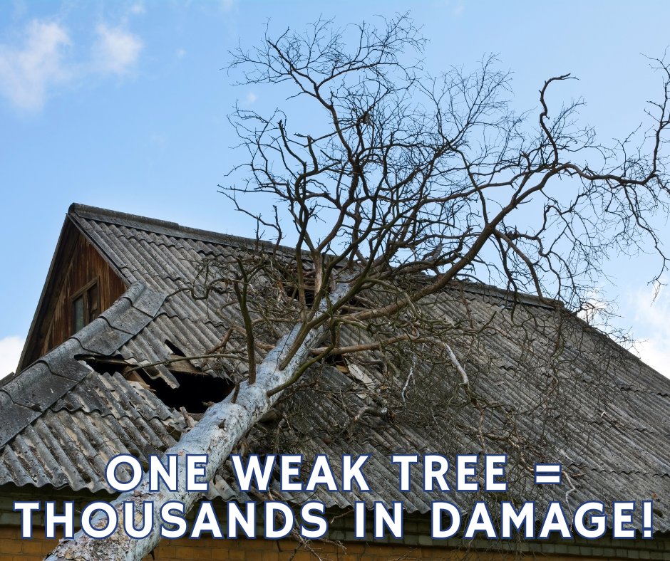 RTECtreecare's tweet photo. One Weak Tree = Thousands in Damage! With the increased potential of rain showers and strong winds, we'd like to remind you that we provide emergency storm services. Whether it's a fallen tree or clearing debris, we got your back when the weather doesn't!  #NoVA #RTECtreecare https://t.co/immsVWKmVG