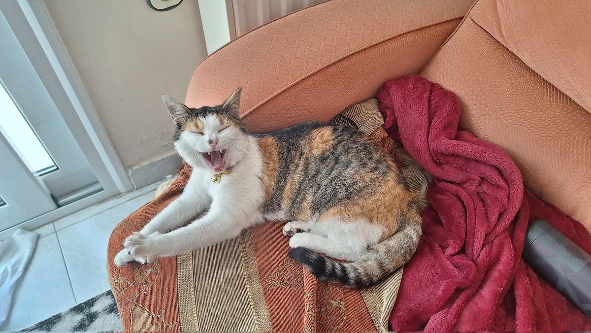 Magthebread's tweet image. Caught my cat yawning and the difference from mad face to geeking is really funny
