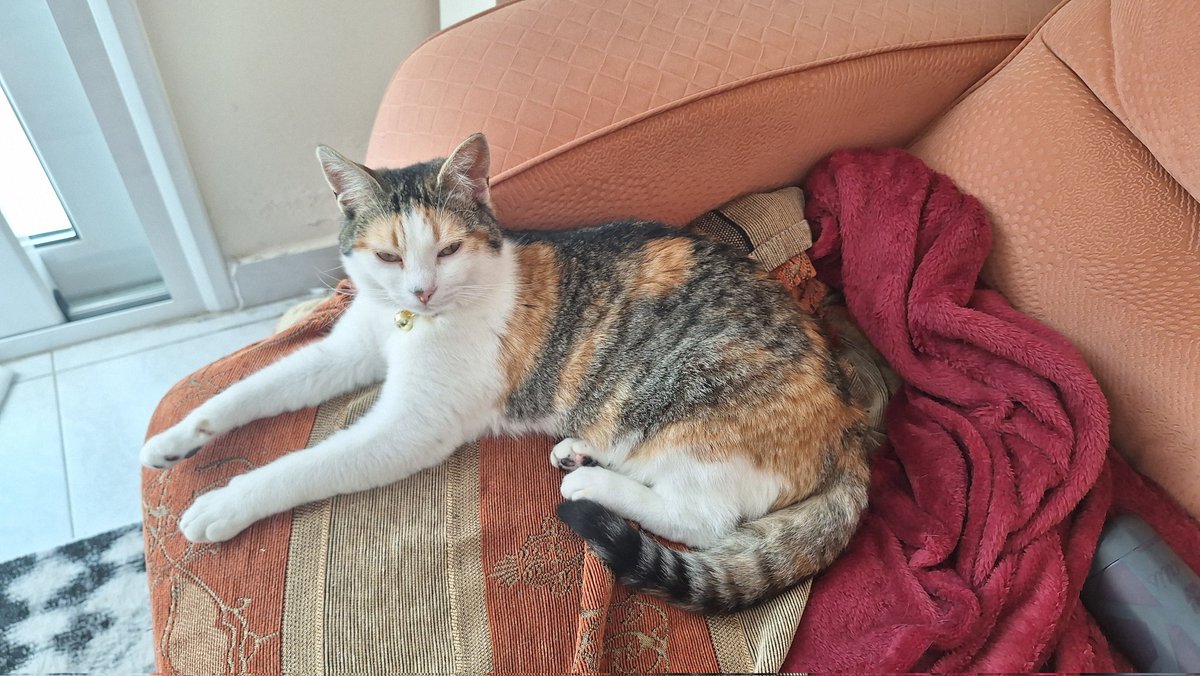 Magthebread's tweet image. Caught my cat yawning and the difference from mad face to geeking is really funny