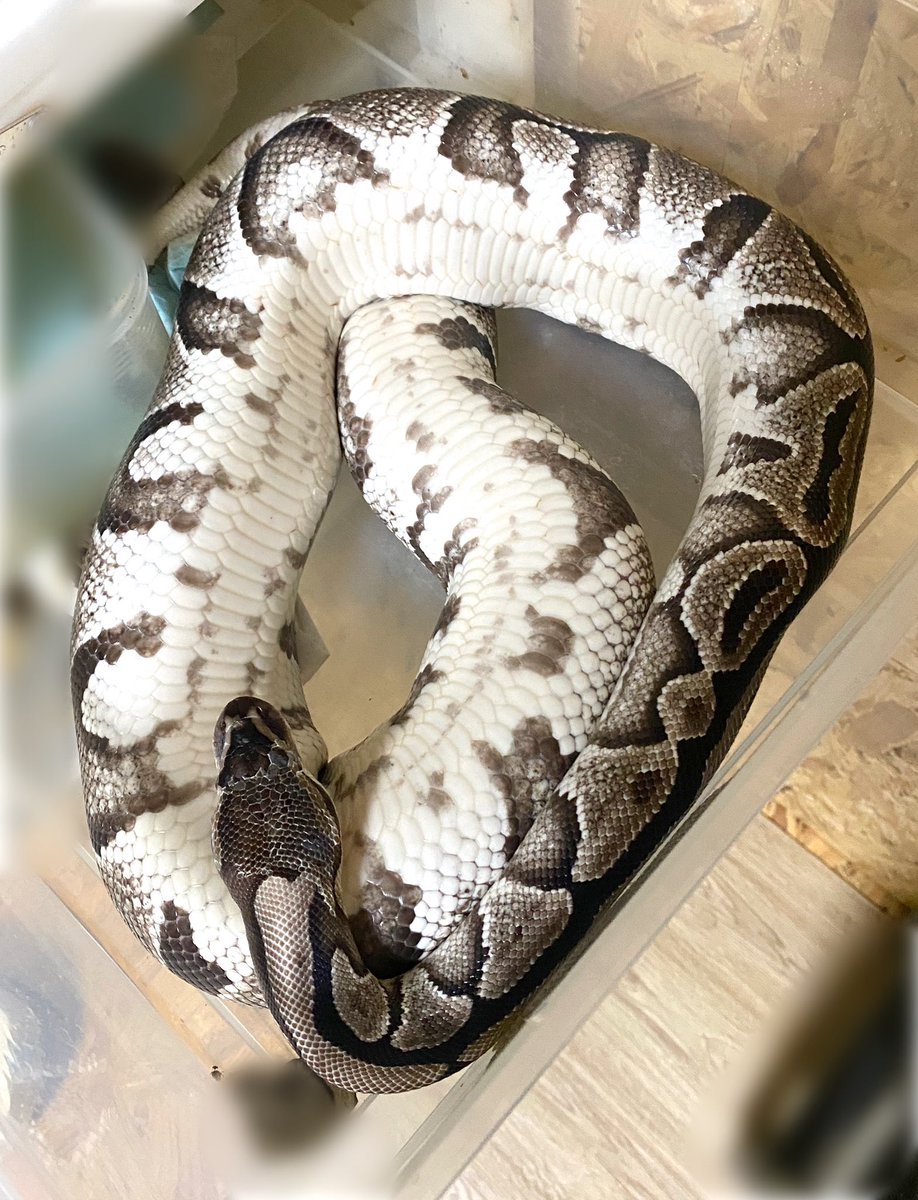 Free_reptile's tweet image. 久しぶりにこの体制見たかもです。
あっ!頭の皮取ってあげないと