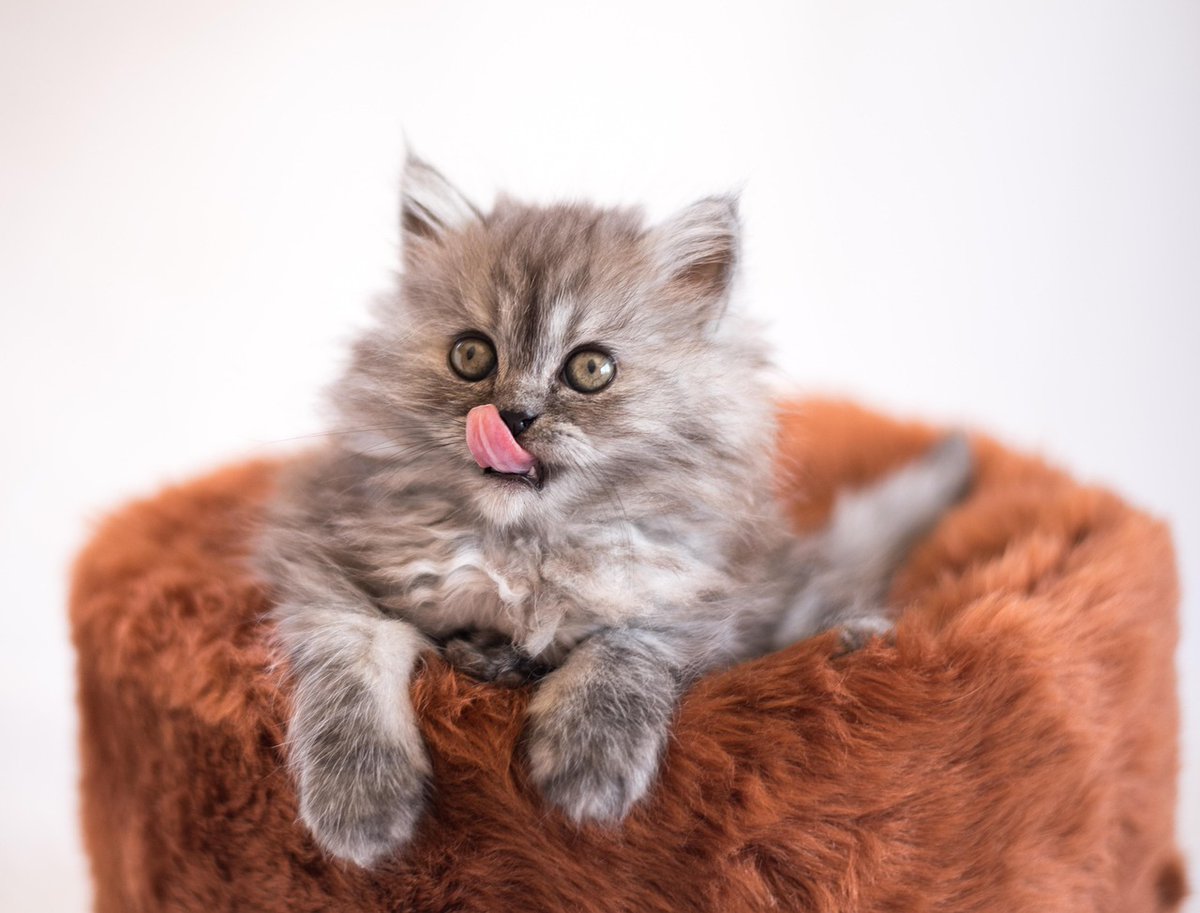 VictoriaVets_'s tweet image. Its now #Lunchtime 😋
So please bear with us if you are trying to call as there all less staff available answer.
#foodtime #hungry