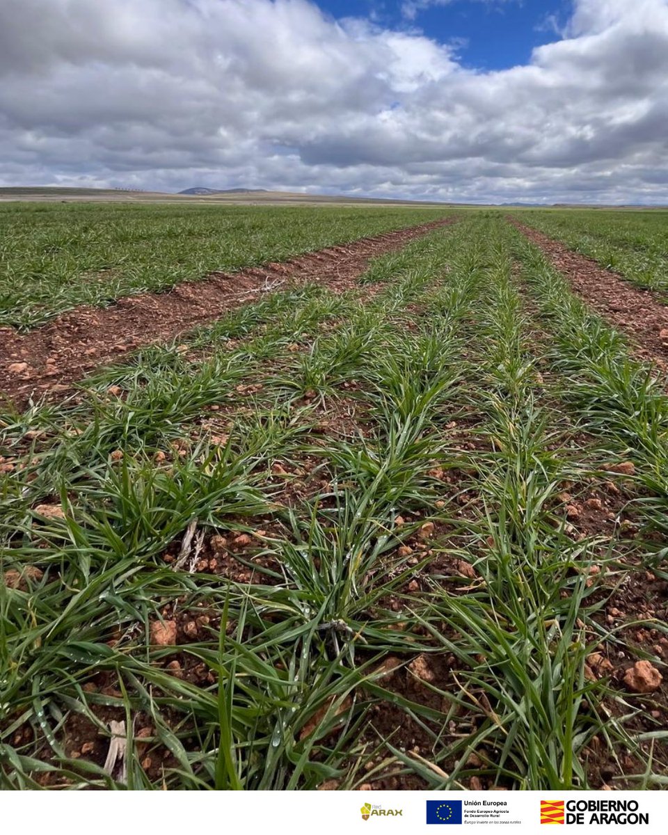 📸 Ensayo Used con Cooperativa Lacumaga y <a href="/GENVCE/">GENVCE</a>.   Finca de referencia de secanos áridos y fríos del Sistema ibérico. 

✔️Estado del cultivo: óptimo desarrollo y sin presencia de enfermedades 

✅Aquí se analizan variedades de cebada, trigo, triticale y centeno híbrido