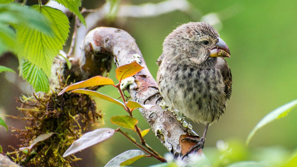🐦 New year, new… beak? Celebrate New Year’s with us in the Galápagos, the place that inspired Darwin’s theory of evolution and continues to advance it. It’s never too early to start planning for the holidays! Sign up now before the trip fills up - only 5 spots left!